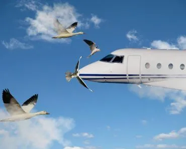 Bird hitting to airplane