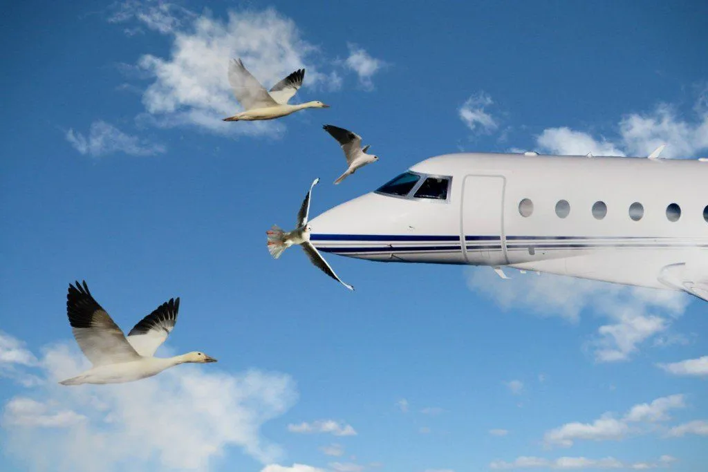 Bird Strike: What Happens When A Bird Hits A Plane?