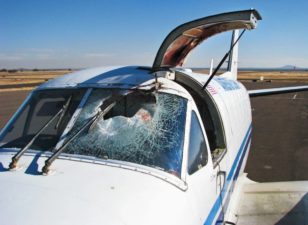 Damaged windshield due to a bird strike (Image Credit: www.NationalGeographic.com)