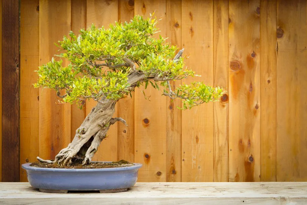 Why Are Bonsai Trees So Small?