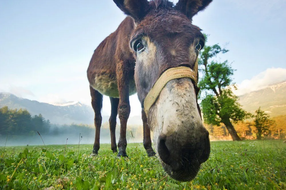 How Do Animals Communicate?