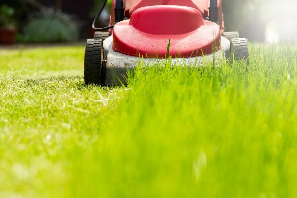 What Causes That "Fresh-Cut Grass" Smell?