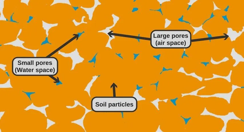 Why Does Over-Watering Kill Plants?