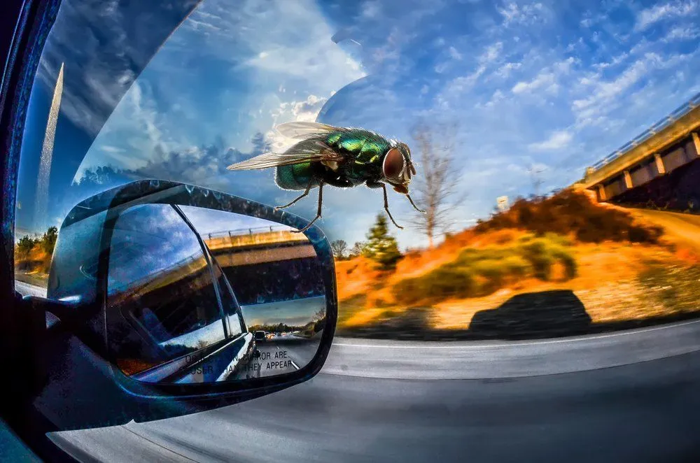 How Does A Bug Manage To Stay Level In A Fast Moving Car?