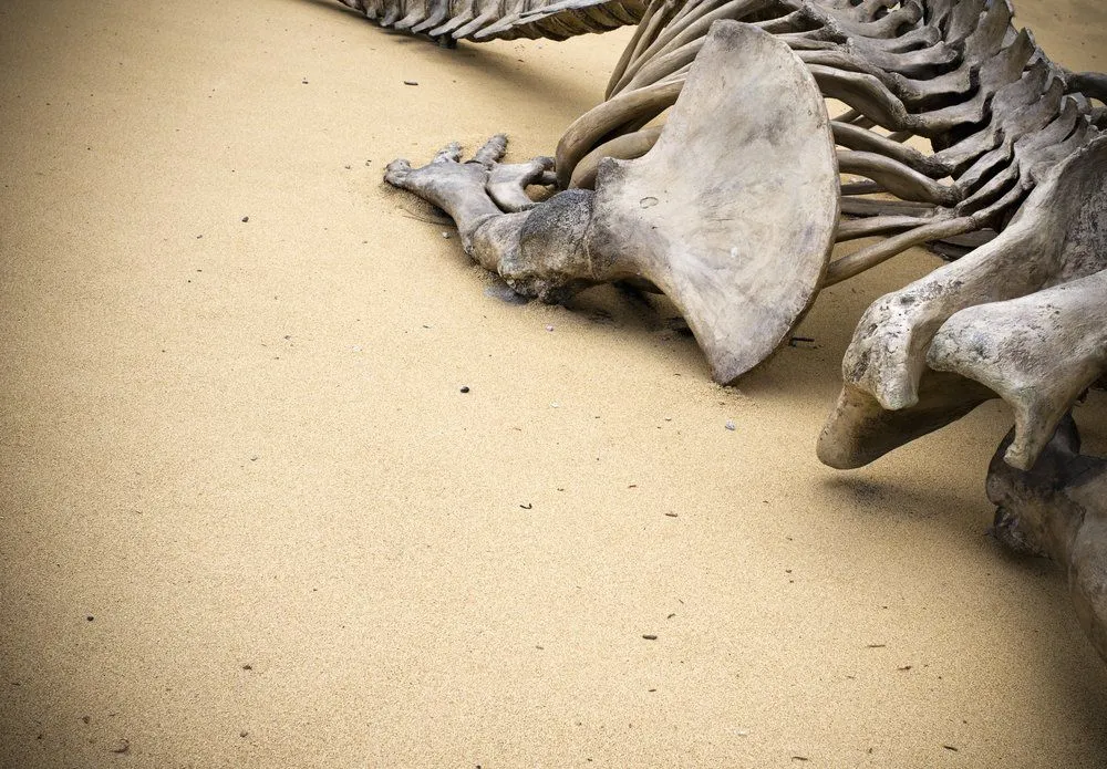 How Long Does It Take For Bones To Decompose?