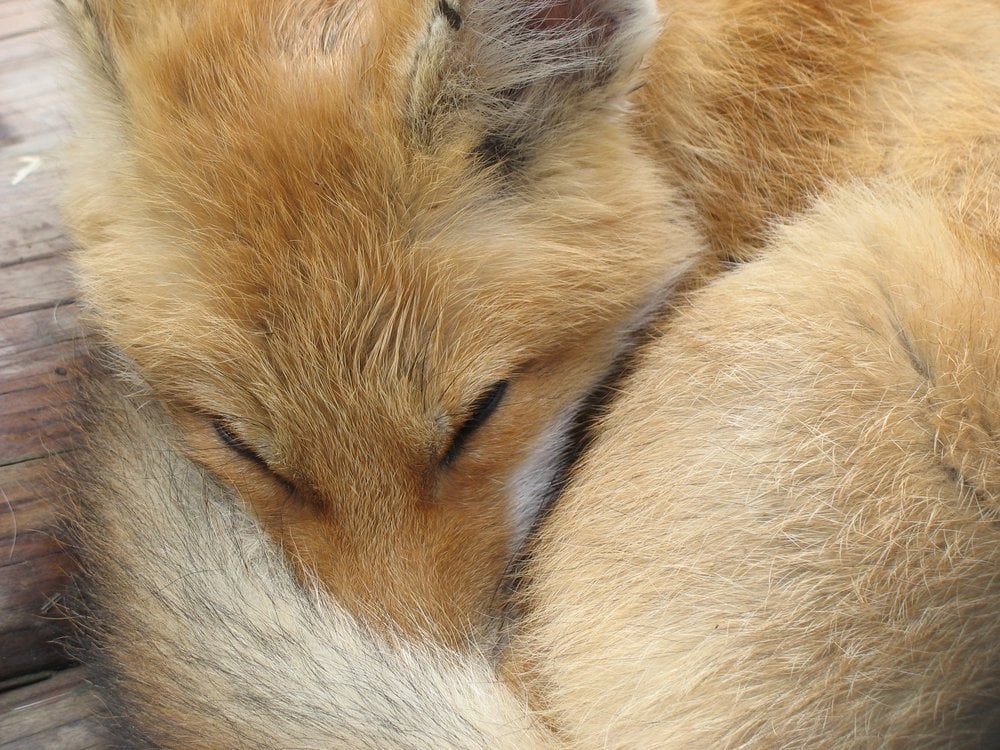 source: Kirill Kurashov/shutterstock.com