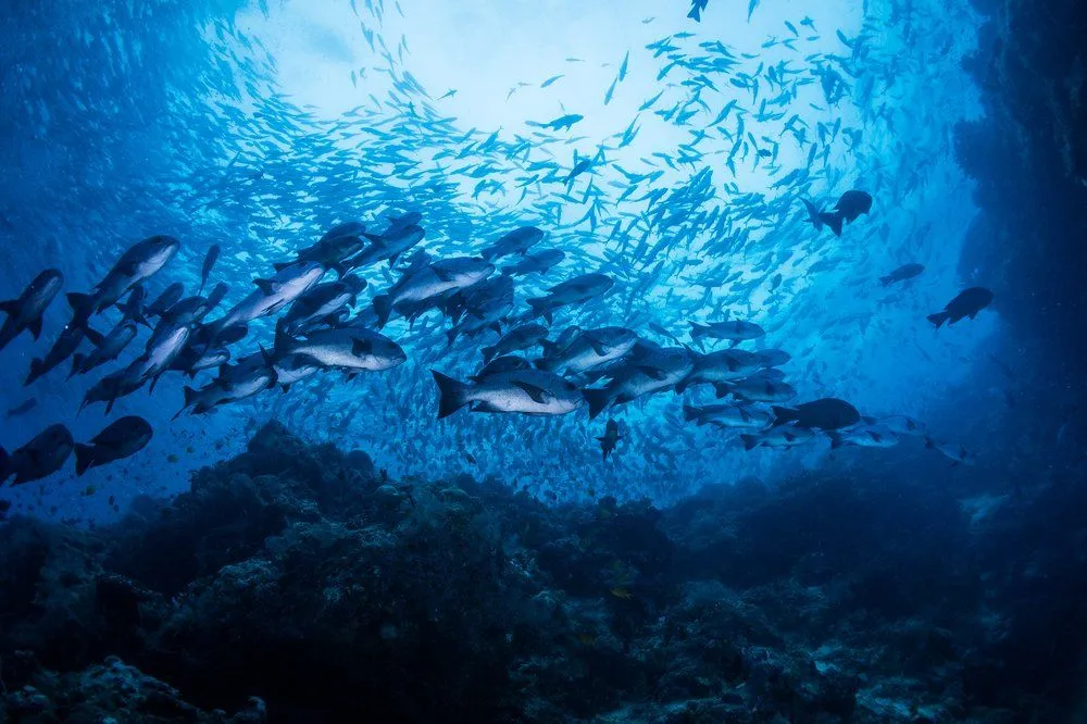 What Happens To Marine Animal During A Hurricane?