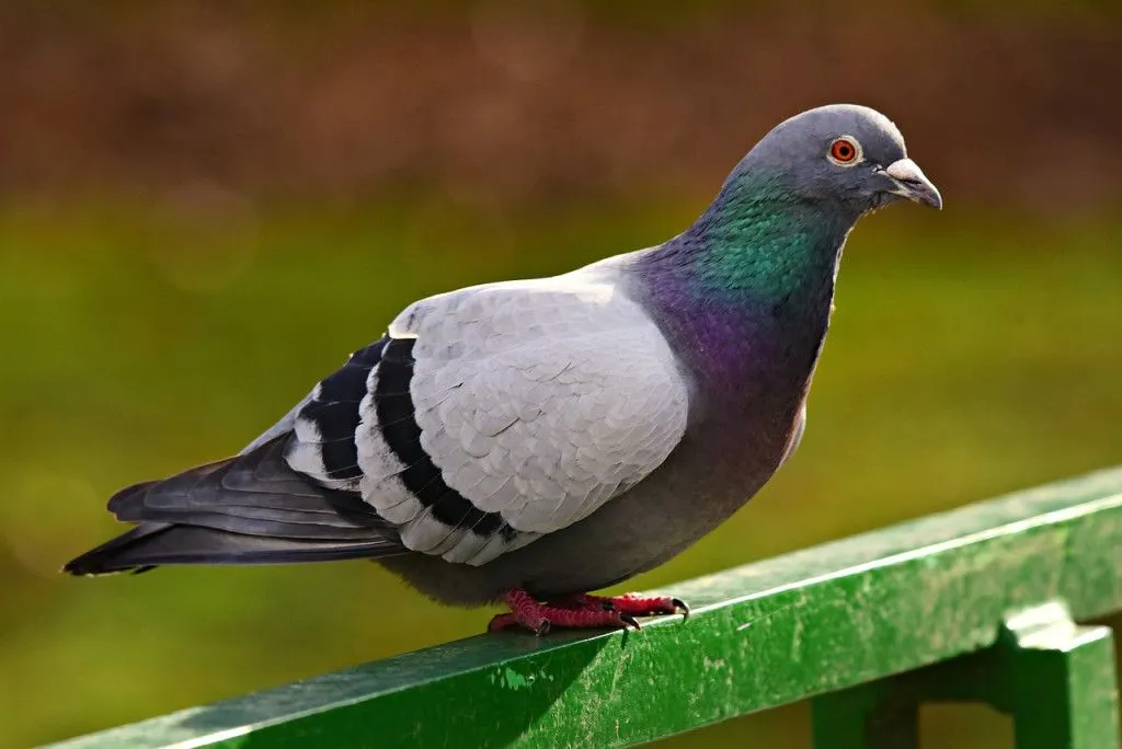 The rock pigeon. (Credits: MabelAmber/Pixabay)