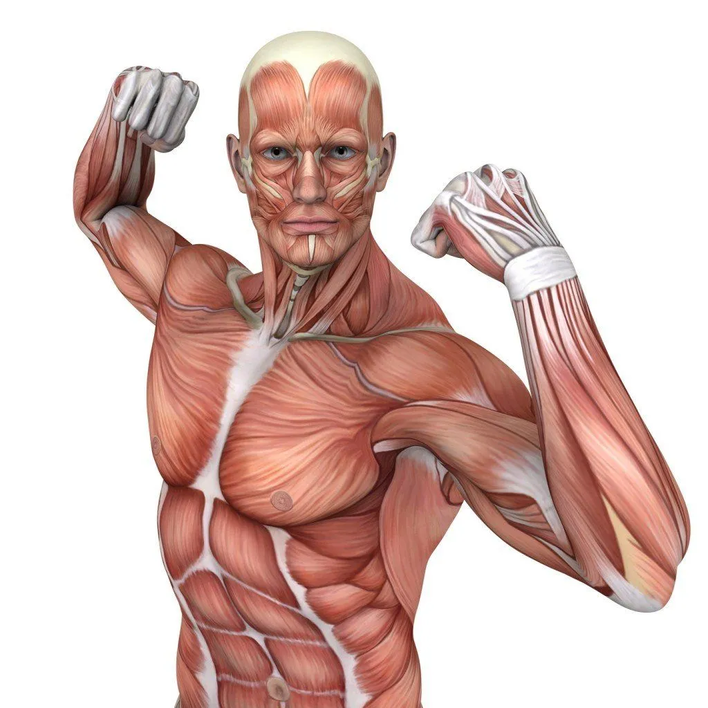 What Is Fascia?