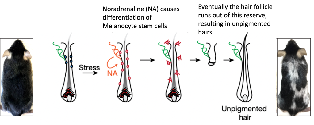 Hair greying in mice