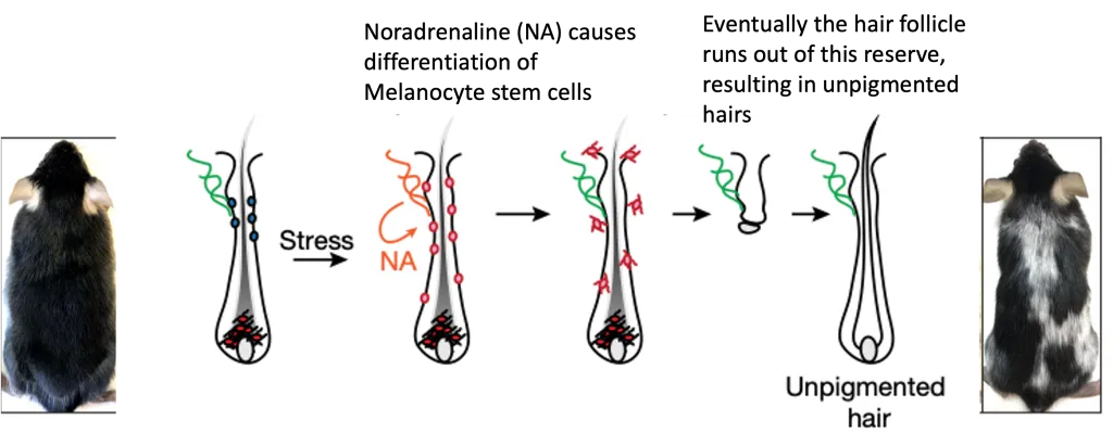 Hair greying in mice