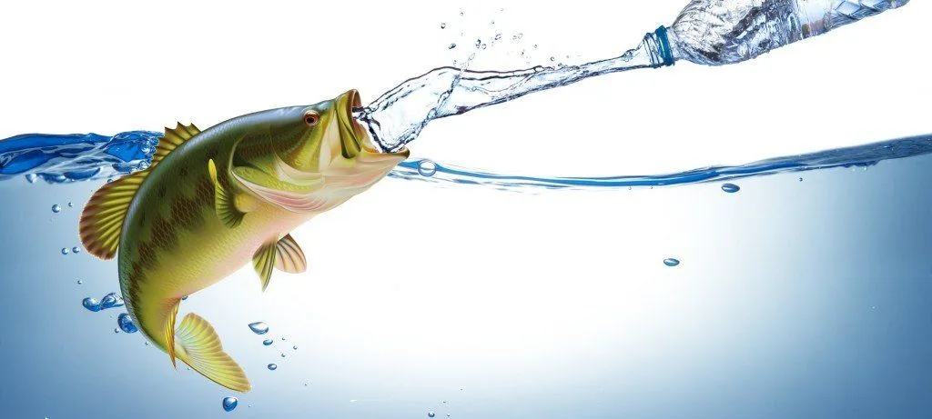 Do Fish Drink Water? Do Fish Ever Get Thirsty?