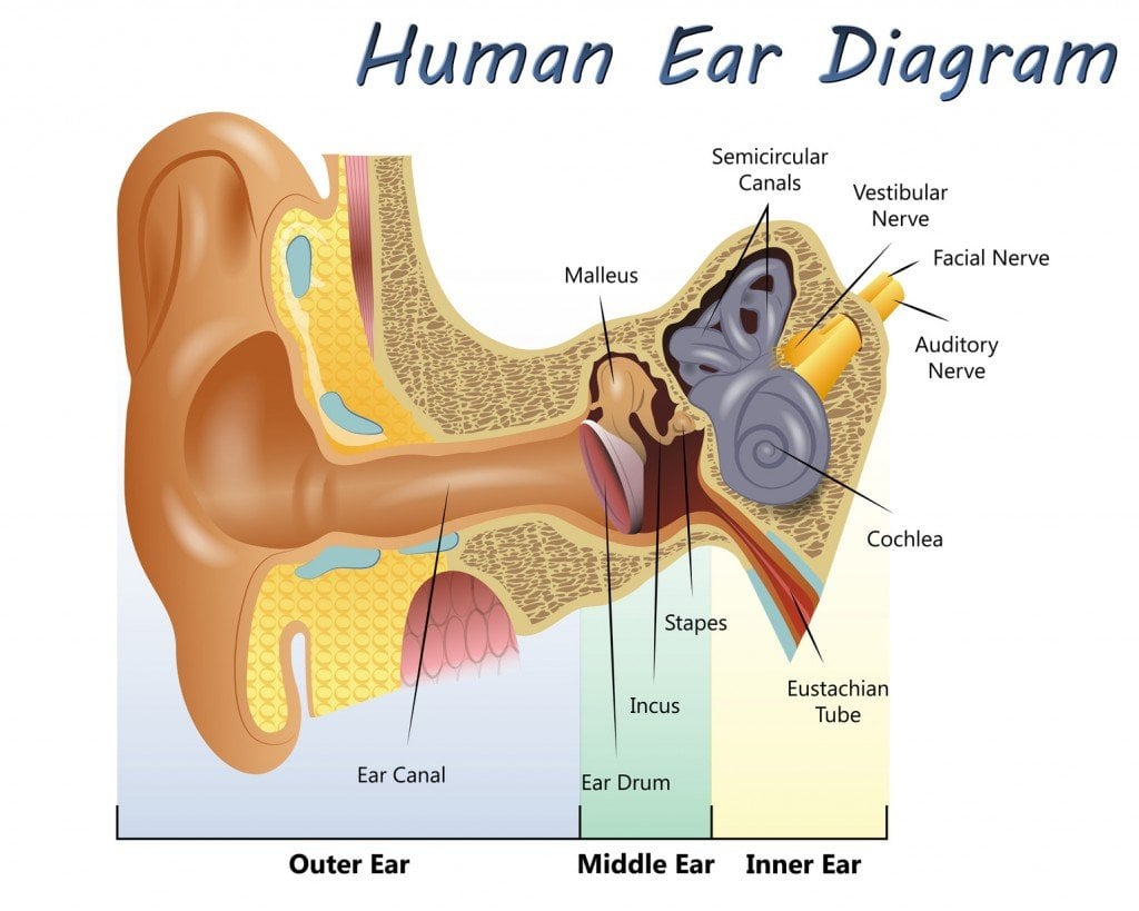Human Ear Diagram
