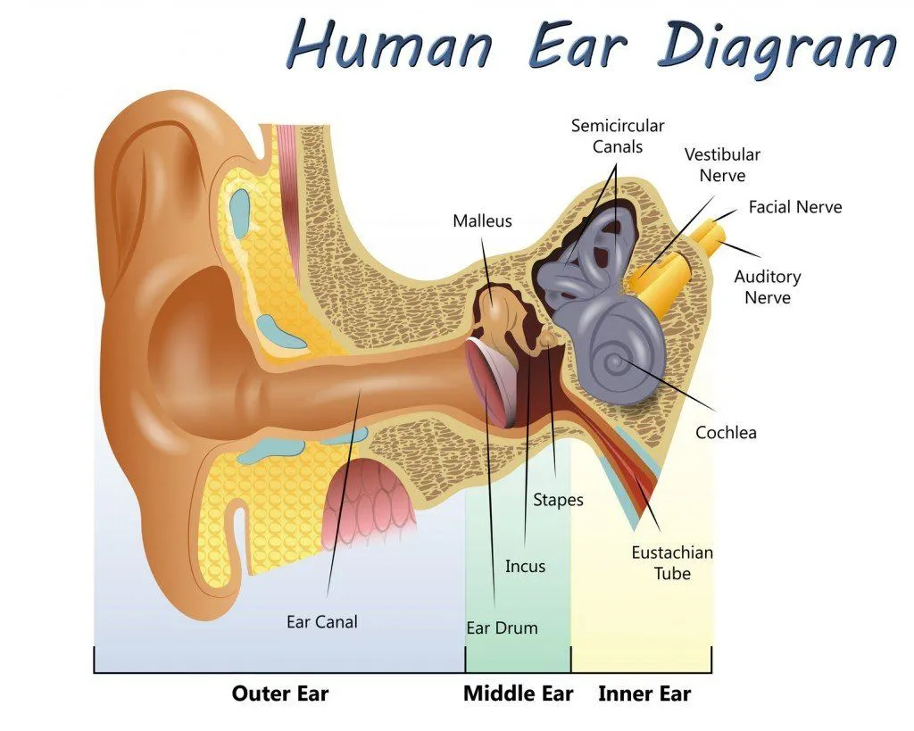 Human Ear Diagram