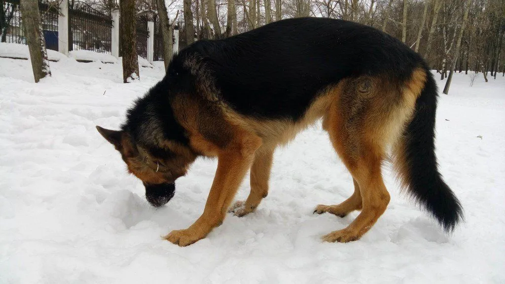 sniffing dog
