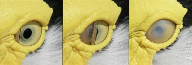 What Are Some Of The Most Amazing Signs Of Evolution In The Human Body?