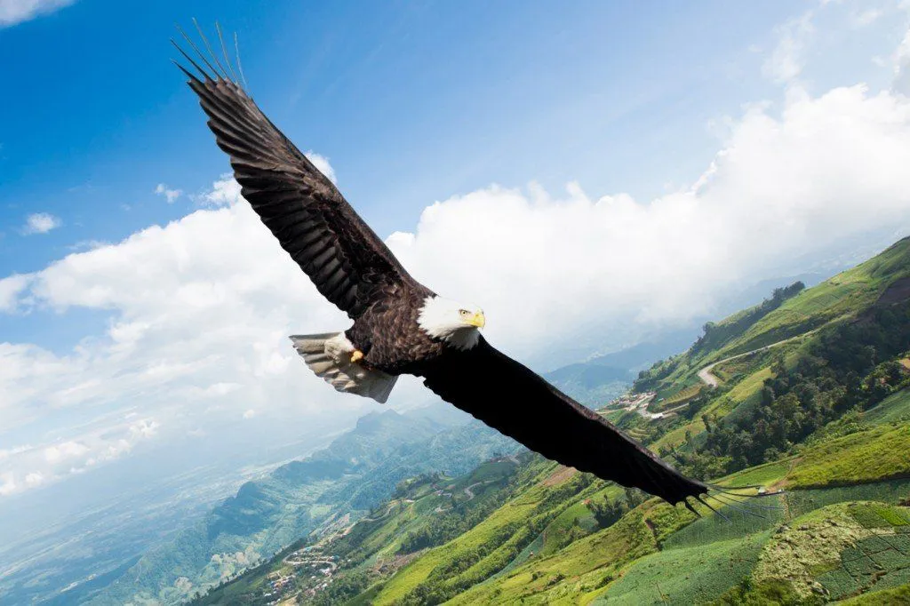 How Do Migratory Birds Find Their Way?