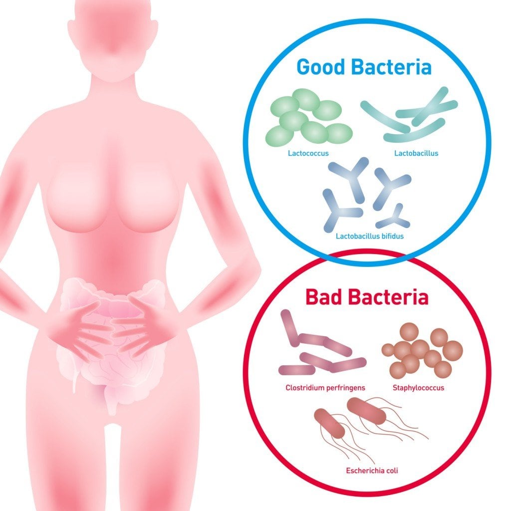Good vs. Bad Bacteria (Photo Credit: chombosan / Fotolia)