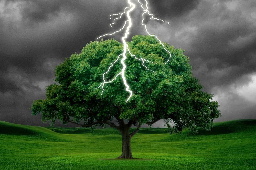 What Happens When A Tree Is Struck By Lightning?