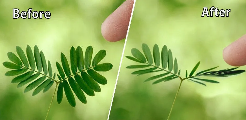 Mimosa Pudica: Why Do Touch Me Not (Sensitive Plant) Leaves Close?