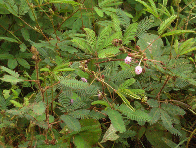 Mimosa_pudica