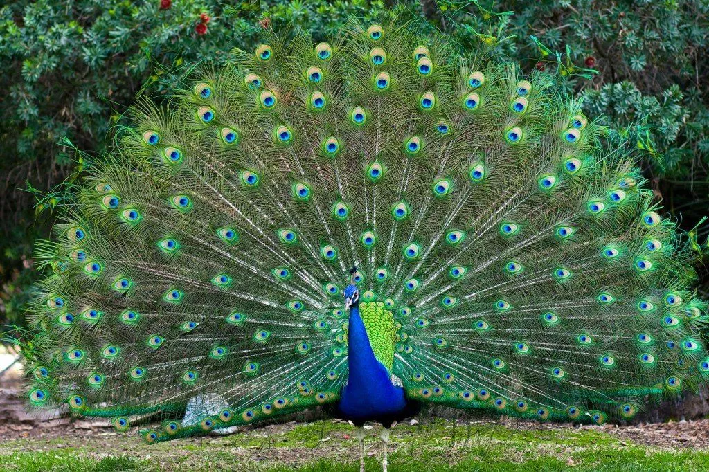 Why Do Peacocks Dance In The Rain?