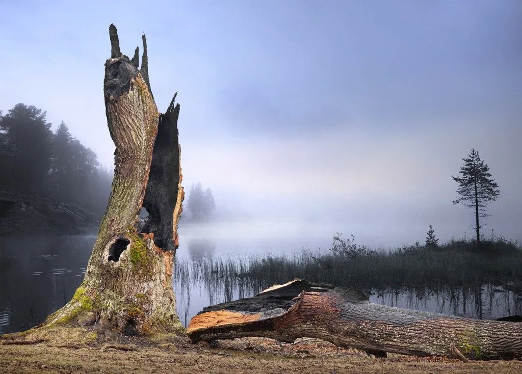 an oak tree hit by lightning