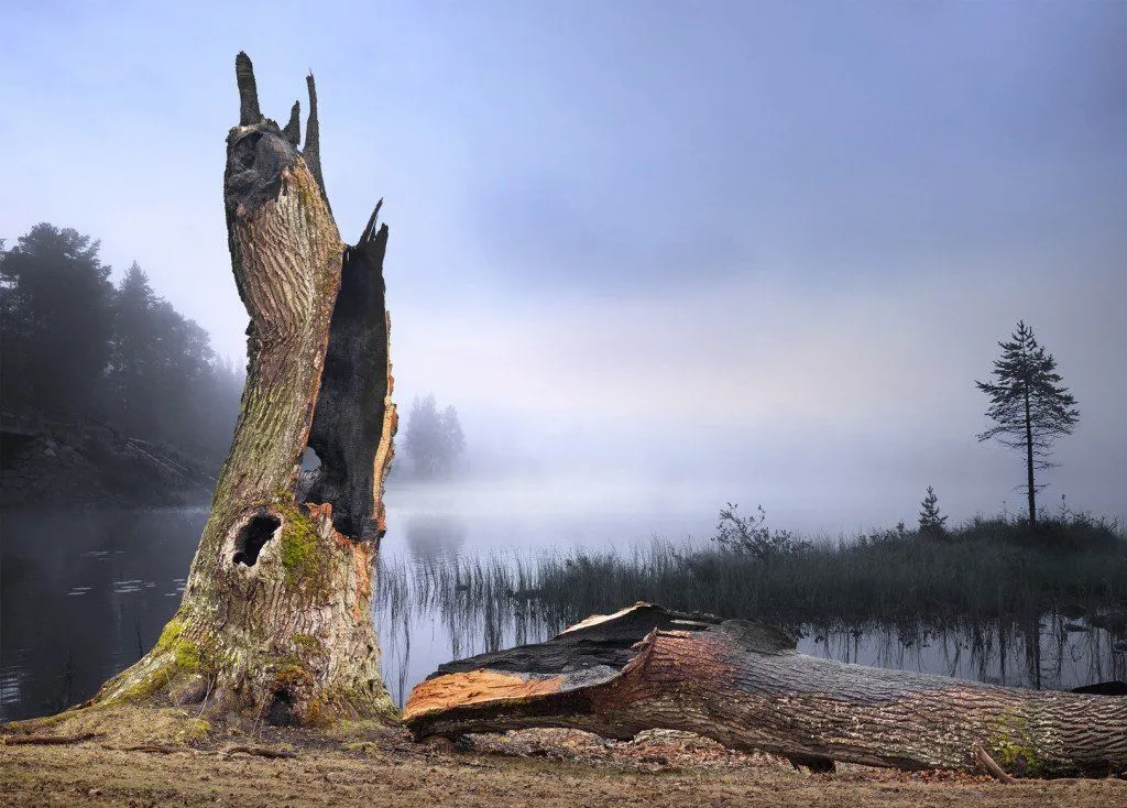 an oak tree hit by lightning
