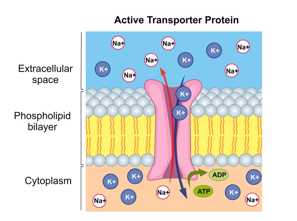 Ionic transport through the plasma membrane. 