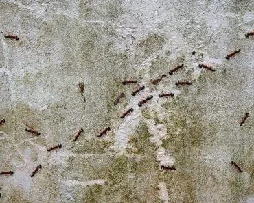 Why Do Ants Touch Each Other While Walking in Opposite Directions?