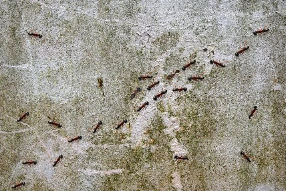 Why Do Ants Bump Into Each Other While Walking In Opposite Directions?