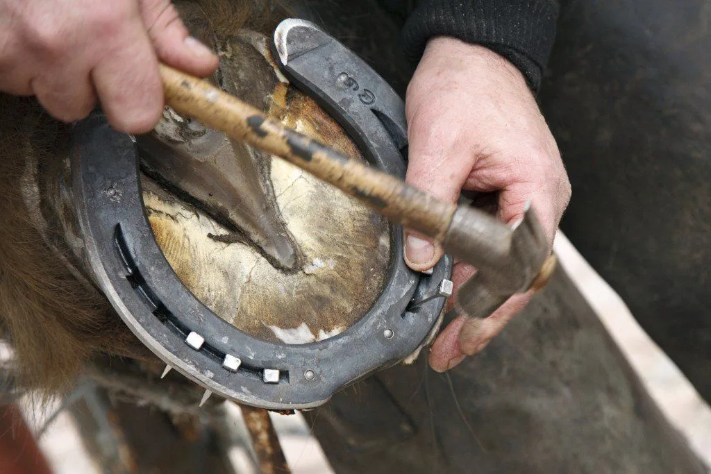 Nailing horse shoes