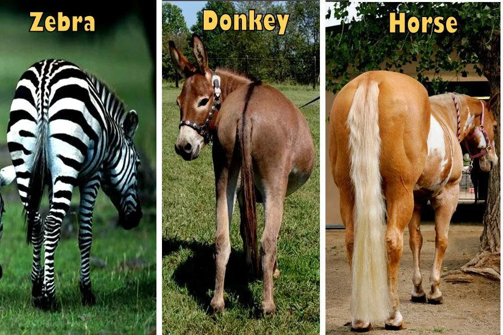 Why Are Horse Tails So Different From Zebras And Donkeys?