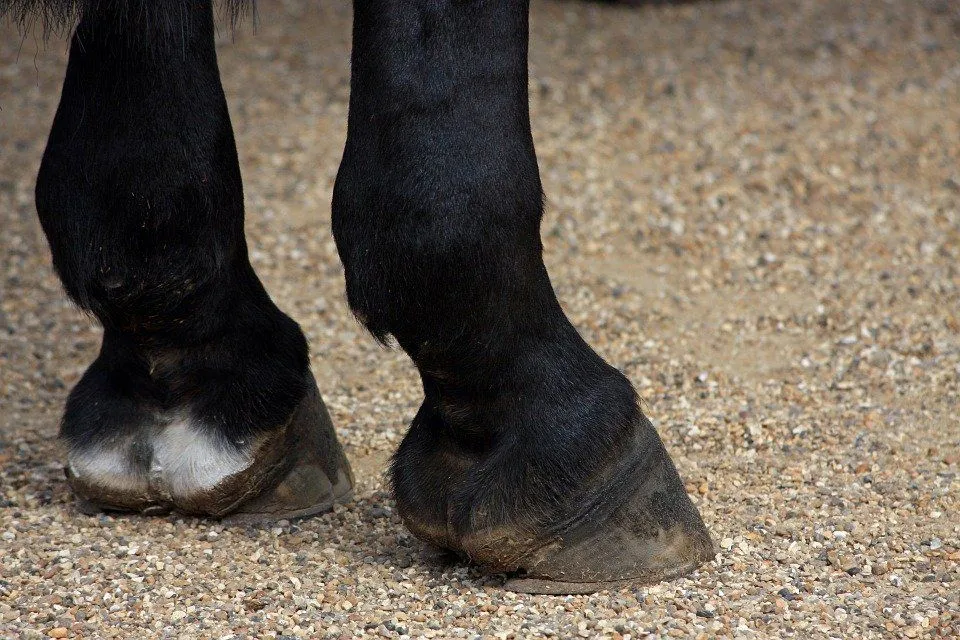 horse hooves
