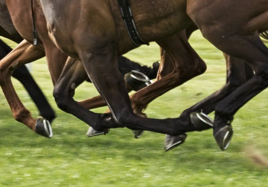 Why Do Horses Wear Shoes?