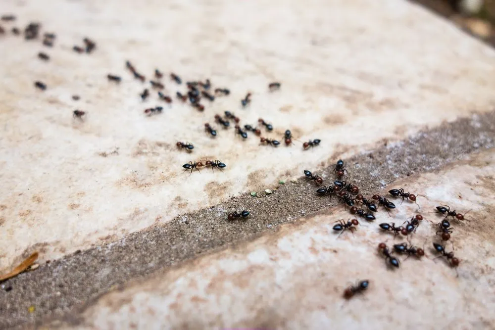 Ants exchanging information on a trail (Credits: Dario Lo Presti/Shutterstock)
