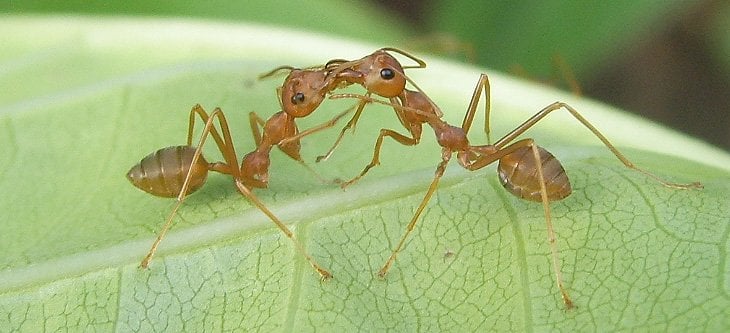 trophyllaxis in ants
