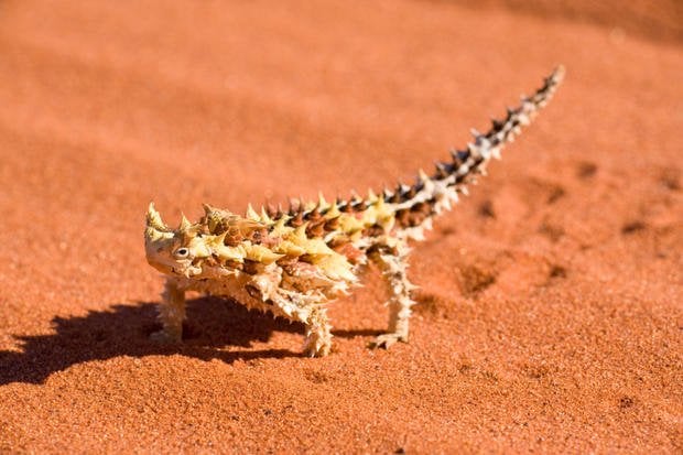 Thorny Devil