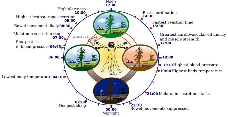 800px-Biological_clock_human1