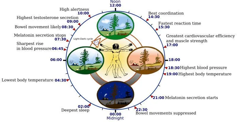 800px-Biological_clock_human1