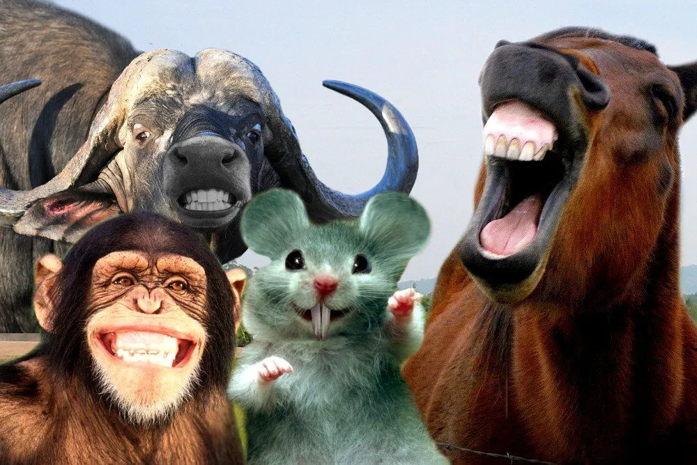 Do Animals Need To Brush Their Teeth Like Humans?