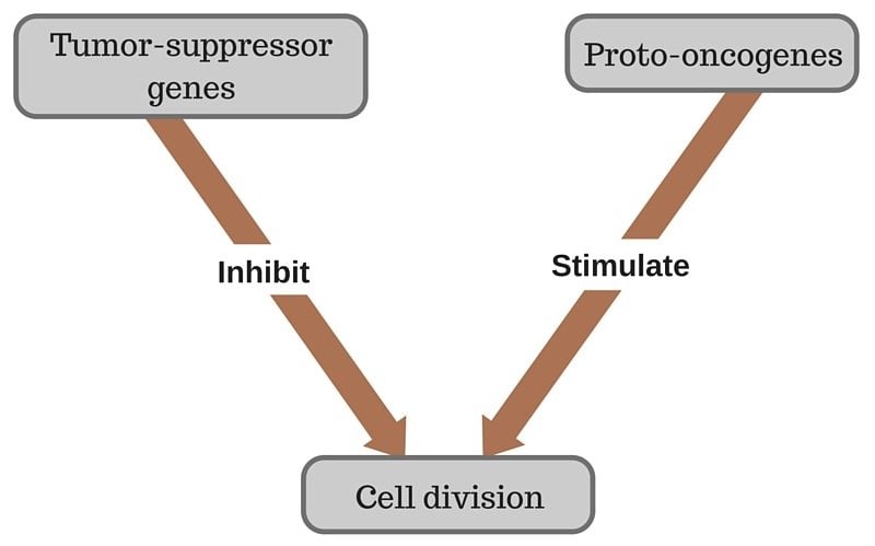 Cell division