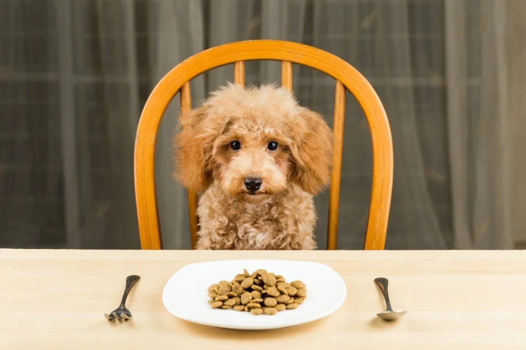 Is Pet Food Fit For Human Consumption?