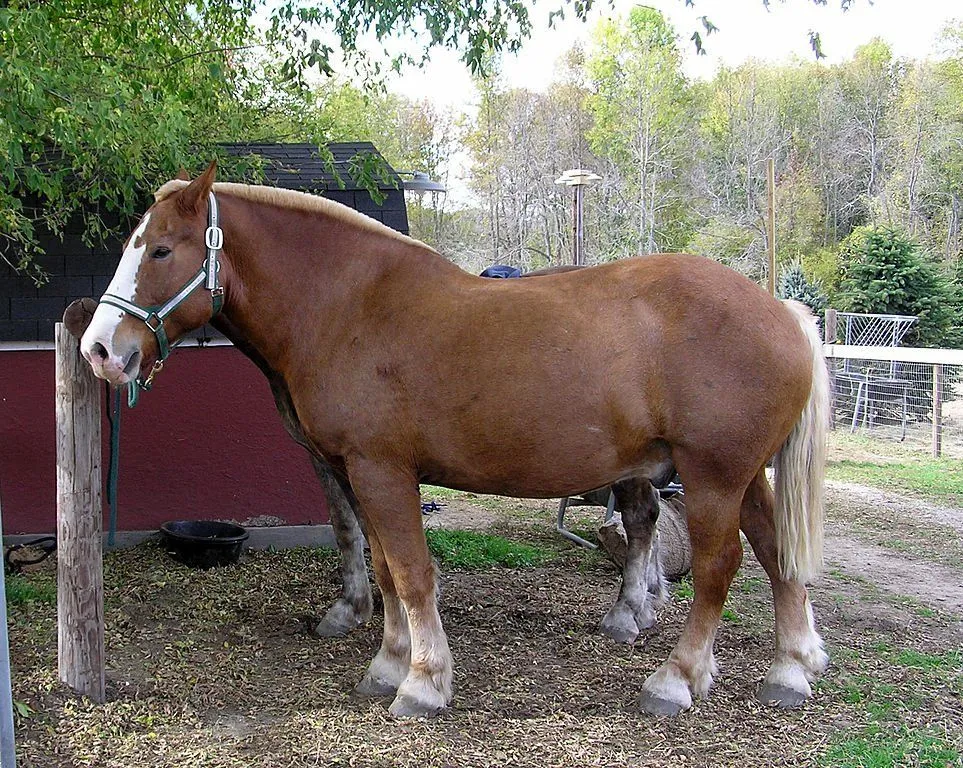 draft horse