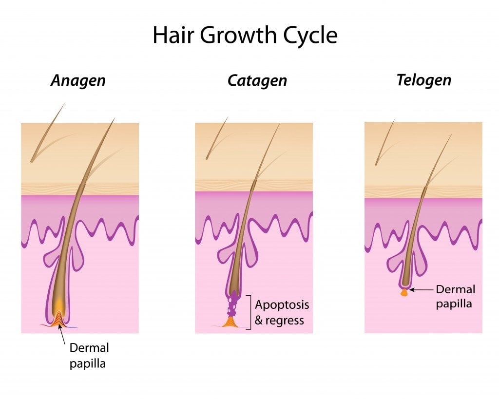 Hair growth cycle