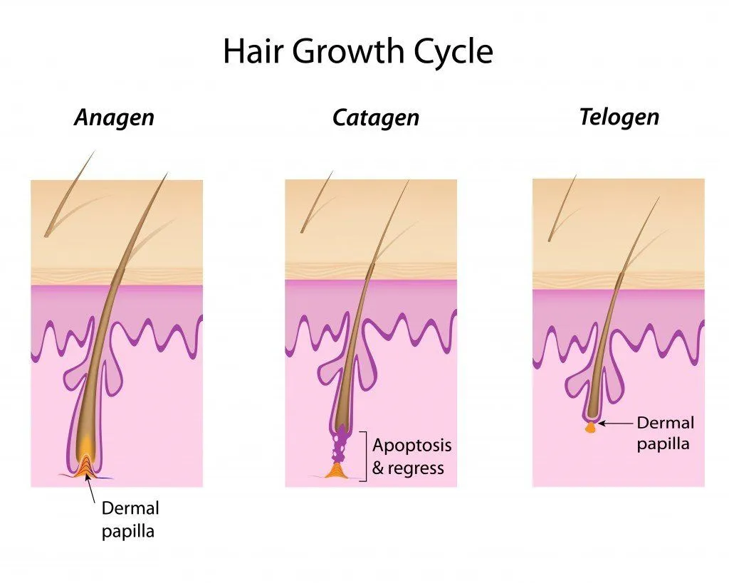 Hair growth cycle