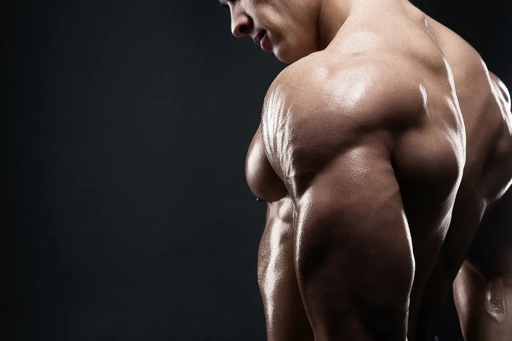 Is There A Limit To The Size Of Our Muscles?