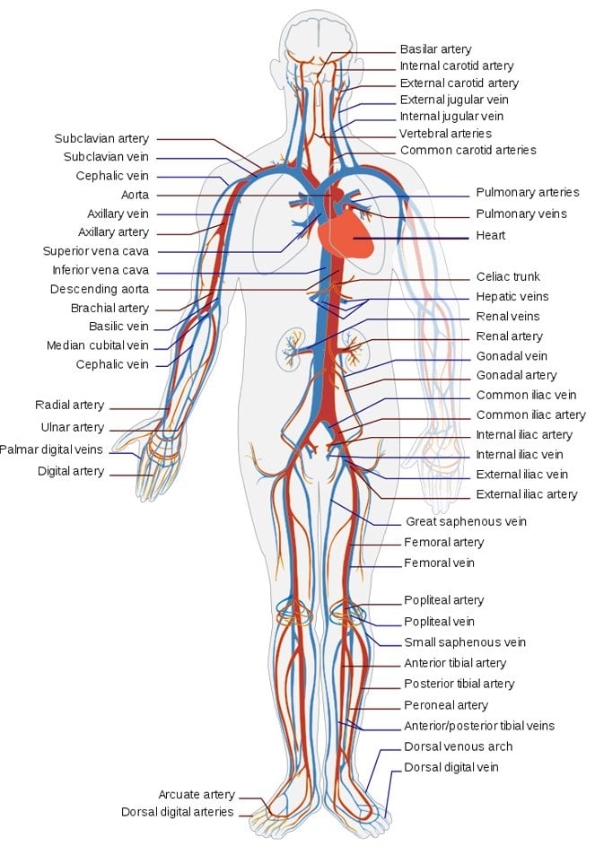 circulatory system