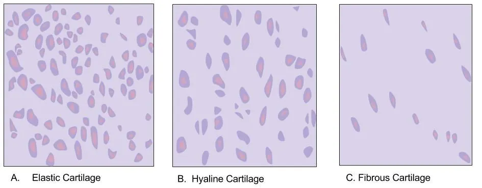 Cartilage types