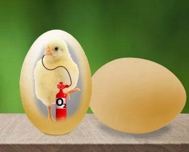 How Do Baby Birds Get Oxygen Inside Their Eggs?